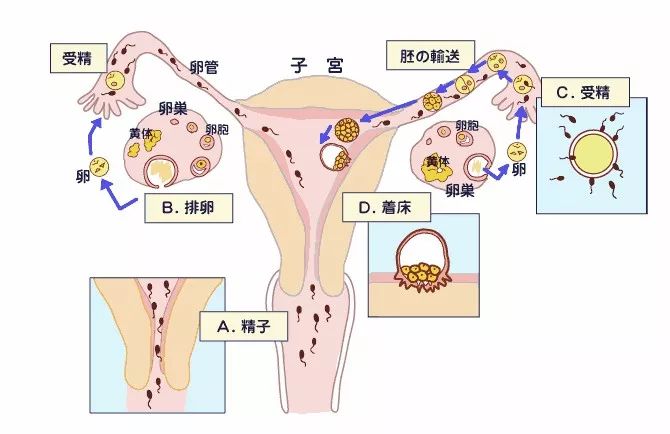 节育环避孕原理